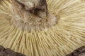 Single Shiitake mushroom (Lentinula edodes) Royalty Free Stock Photo