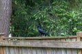 single shiny black crow on a fence in spring