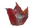 Single shiny scarlet boston ivy leaf isolated on a white background