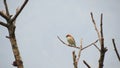 Single shot of the bird on tip of tree with many dry trees