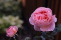 Pink beauty fragrant rose- full bloom and bud in one shot