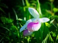 Showy Lady`s-slipper, Cypripedium reginae, Minnesota State Flower Royalty Free Stock Photo