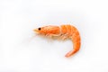 Single shrimp, photo