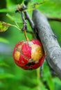 Single sick broken red yellow apple on a branch Royalty Free Stock Photo