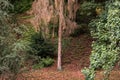 Single sick conifer in a mixed forest in Germany