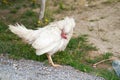 Single sick white chicken is standing and thinking