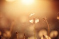 Single silhouette dandelion flower sunset summer beautiful evening. Royalty Free Stock Photo
