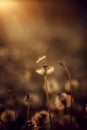 Single silhouette dandelion flower sunset summer beautiful evening. Royalty Free Stock Photo