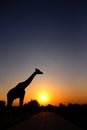 Single silhouette giraffe and tree on sunset view on sky background Royalty Free Stock Photo