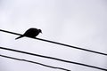 Single silhouette  pigeons bird pigeons bird  standing on electric wires and the skyÃ¢â¬â¢s overcast background Royalty Free Stock Photo