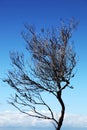 Single silhouette tree against a clear blue sky Royalty Free Stock Photo