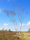 Single tall, thin Silver Birch on Stanton Moor under a blue summer sky Royalty Free Stock Photo