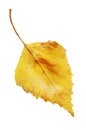 Yellow fallen leaf of birch tree isolated. Autumn leaf of birch tree. Royalty Free Stock Photo