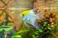 Single Silver and Yellow Angel Fish in Aquarium