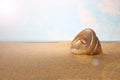 Single sink on a sandy beach. Summer beach vacation background with a conch, sand, sunlight Royalty Free Stock Photo