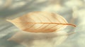 Single skeleton leaf with soft focus and reflection. Royalty Free Stock Photo