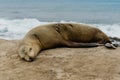 Single Sleeping Sea Lion Side View Royalty Free Stock Photo