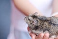 Single small baby cavia porcellus pig in asian child girl palm hands with love adorable pet and owner on background Royalty Free Stock Photo