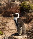 Single small baby penguin at Bettys Bay Royalty Free Stock Photo