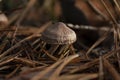 single small brown toadstool mushroom with campanulate cap