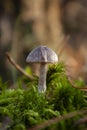 single small creamy white mushroom with ovate cap Royalty Free Stock Photo