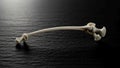 Single small, delicate bone resembling a wishbone or furcula is placed Royalty Free Stock Photo