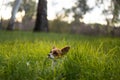 Single small dog sitting in long grass