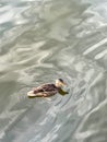 Single small duck swimming in rippled water