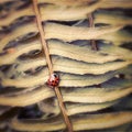 Ladybug on Fern Frond