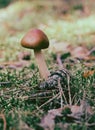 A single small lonely mushroom growing near a cone Royalty Free Stock Photo