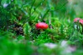 Single small red mushroom in green moss Royalty Free Stock Photo