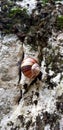 Single small snails going forward Royalty Free Stock Photo
