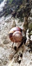 Single small snails going forward Royalty Free Stock Photo