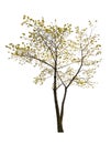 Single small spring isolated maple tree