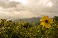 Single Small Sunflower With Cloudy Blue Ridge Mountains Royalty Free Stock Photo