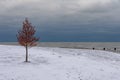 Single Autumn Tree with Snow and Lake Michigan in Chicago Royalty Free Stock Photo