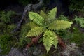 A single small tree fern in New Zealand. Royalty Free Stock Photo