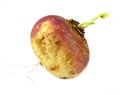 Single Small Turnip