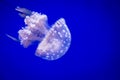 Single small white jellyfish with white spots on a blue background. Royalty Free Stock Photo