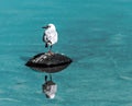 Single small white seagull bird sitting on old black rubber car tire in sea with specular reflection in water. Copy