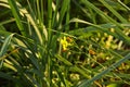 Single small yellow flower among green weed plants on the autumn meadow Royalty Free Stock Photo