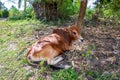 Single small Zebu cow Bos taurus indicus, sometimes known as indicine cattle or humped cattle