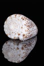 Single snail sea shell of Conidae known as cone snail, isolated on black background, mirror reflection Royalty Free Stock Photo