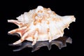 Single snail sea shell of Lambis lambis known as spider conch, isolated on black background, mirror reflection Royalty Free Stock Photo