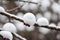 A single snow-covered berry on a branch