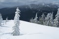 Snow covered tree in winter scene at the top of Dog Mountain hike Royalty Free Stock Photo