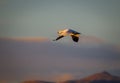 Single snow goose flies through late afternoon sky