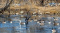 Single Snow Goose in the flock of Canadian Geese resting on the icy lake at the opening to clear water