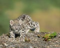 Snow leopard cub Royalty Free Stock Photo