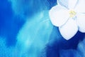 Single snow-white flower head on bright blue azure background like clear water. Fresh spring or summer morning backdrop. Blue